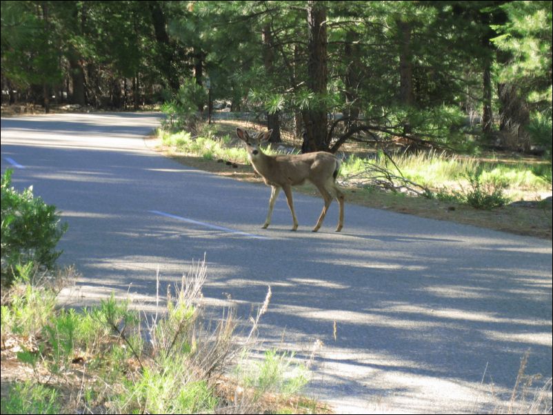 2006-06-11 Kings (04) deer